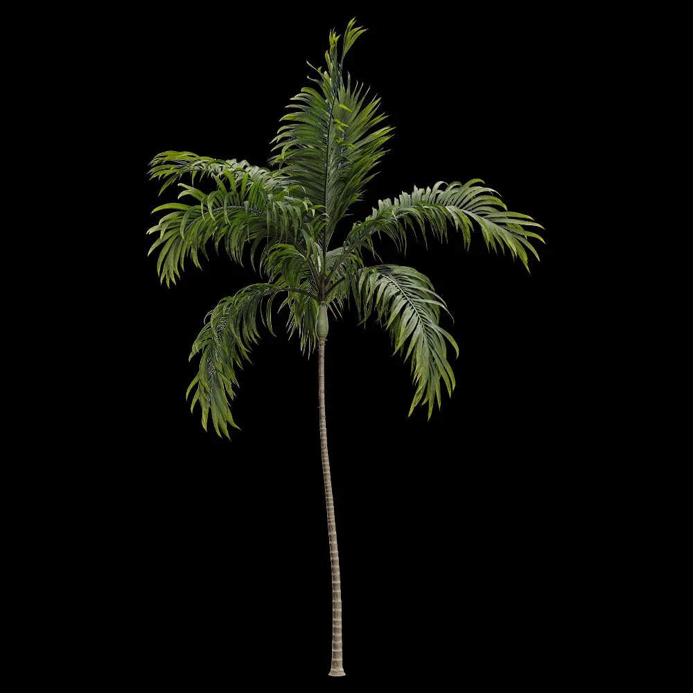 decoration – Archontophoenix alexandrae 1 3ds Max