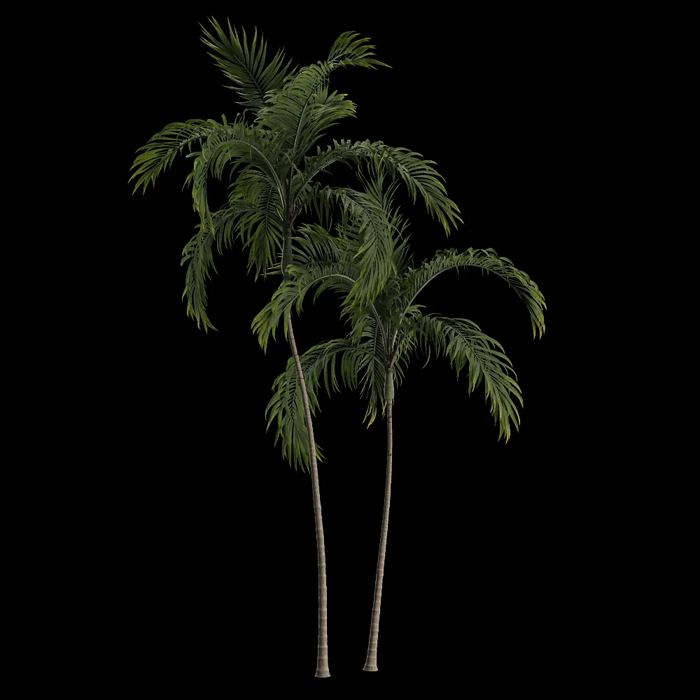 decoration – Archontophoenix alexandrae 2 3ds Max