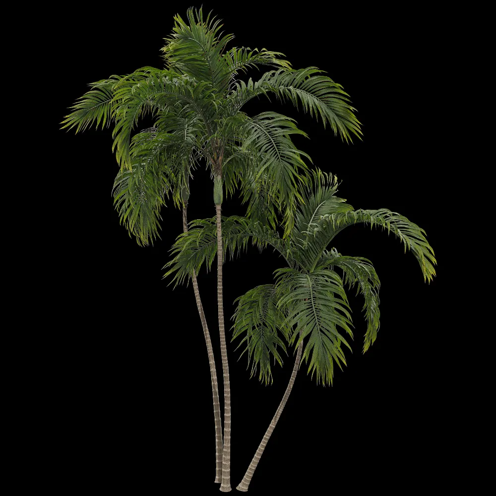 decoration – Archontophoenix alexandrae 3 3ds Max