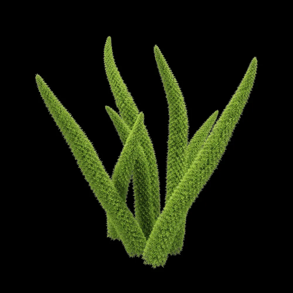 decoration – Asparagus Densiflorus 1 3ds Max