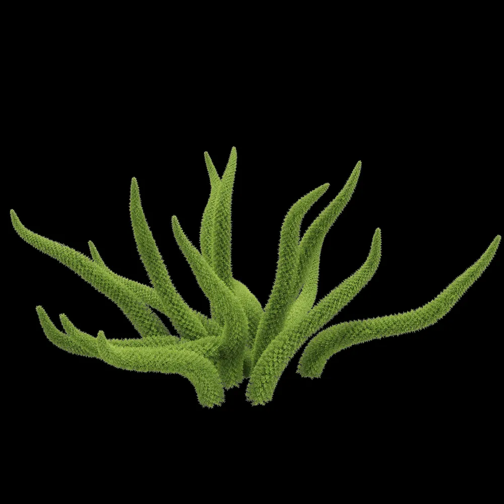 decoration – Asparagus densiflorus 2 3ds Max