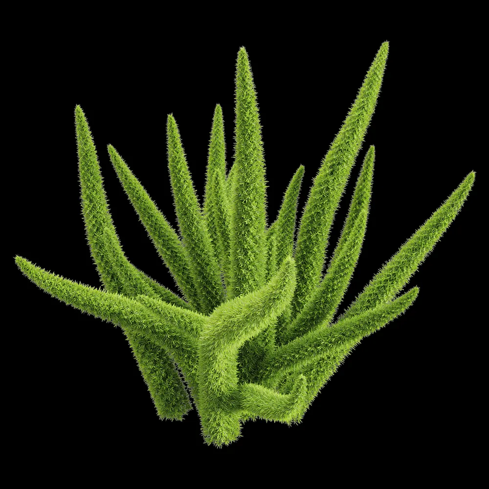 decoration – Asparagus densiflorus 3 3ds Max