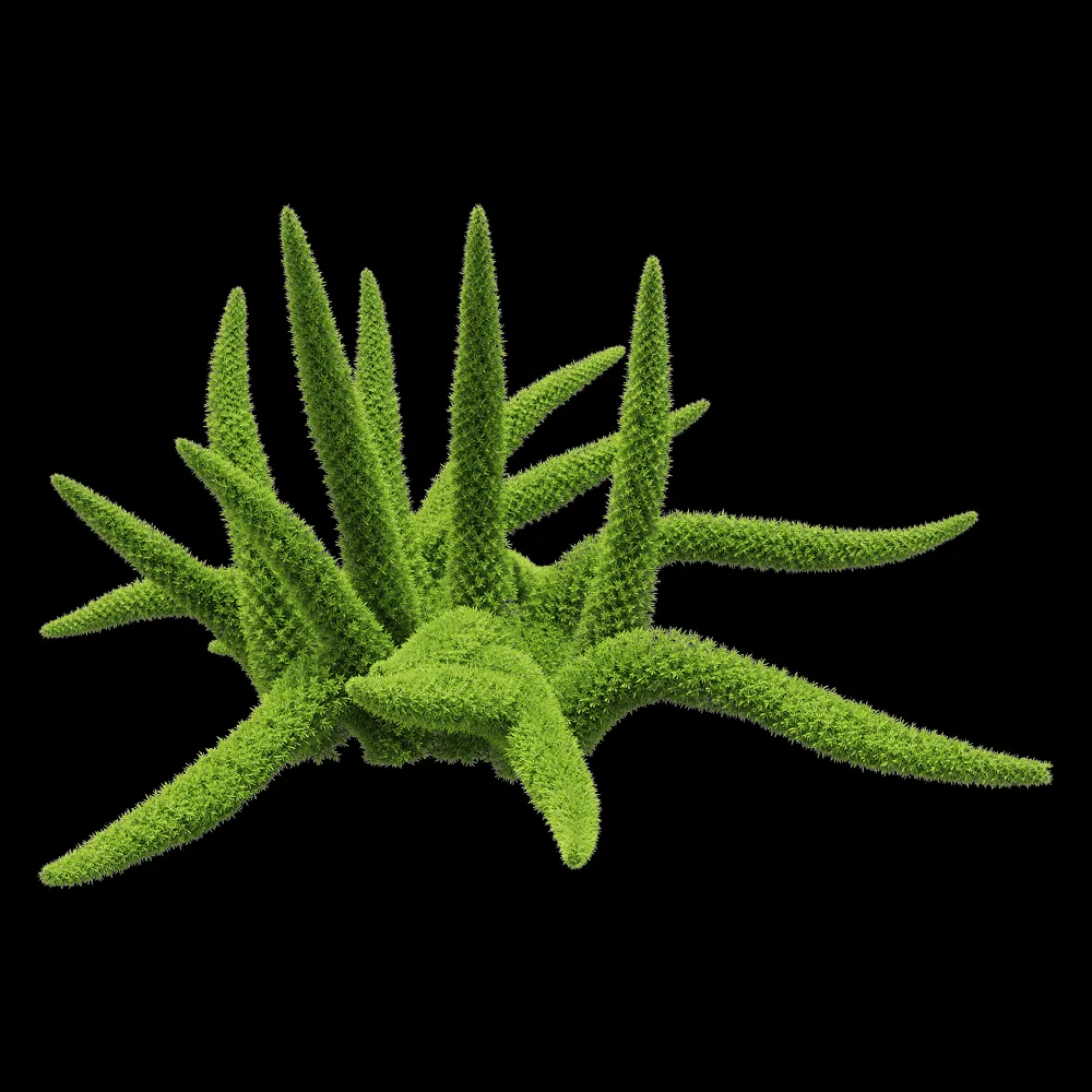 decoration – Asparagus densiflorus 5 3ds Max