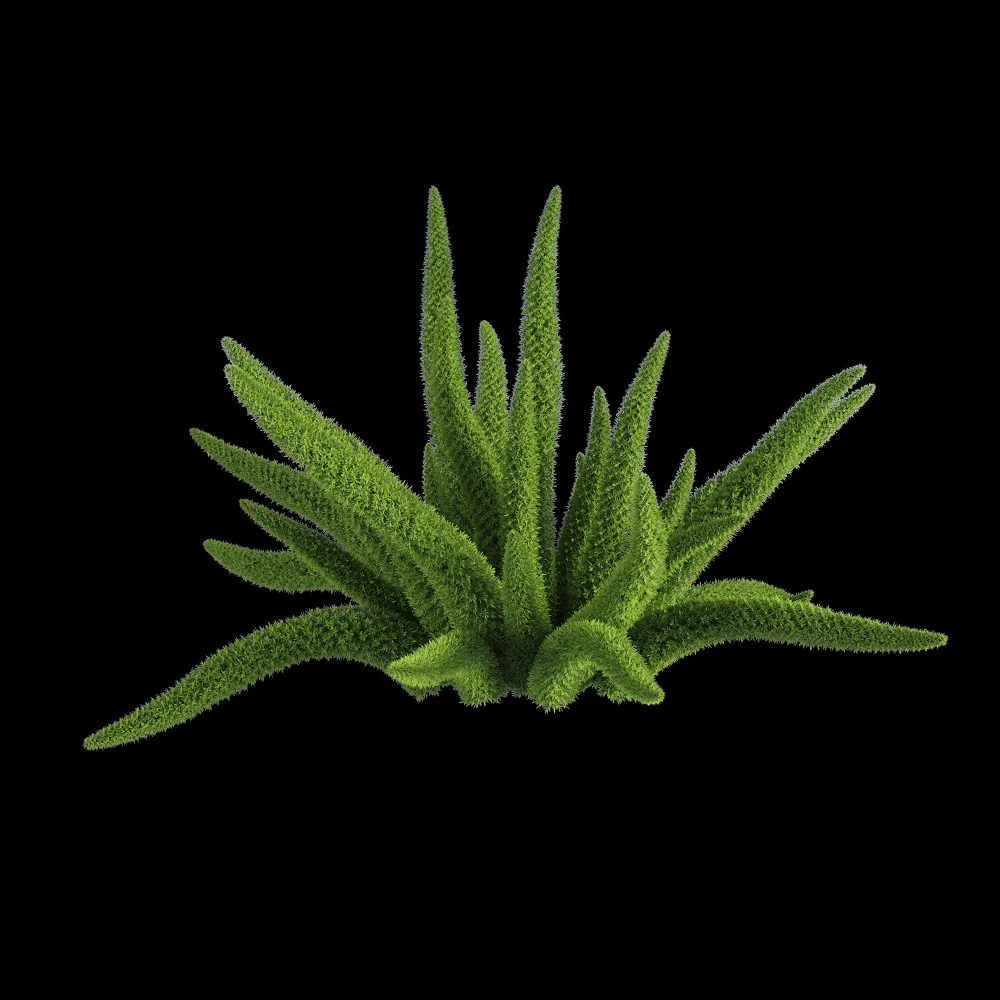 decoration – Asparagus densiflorus 6 3ds Max