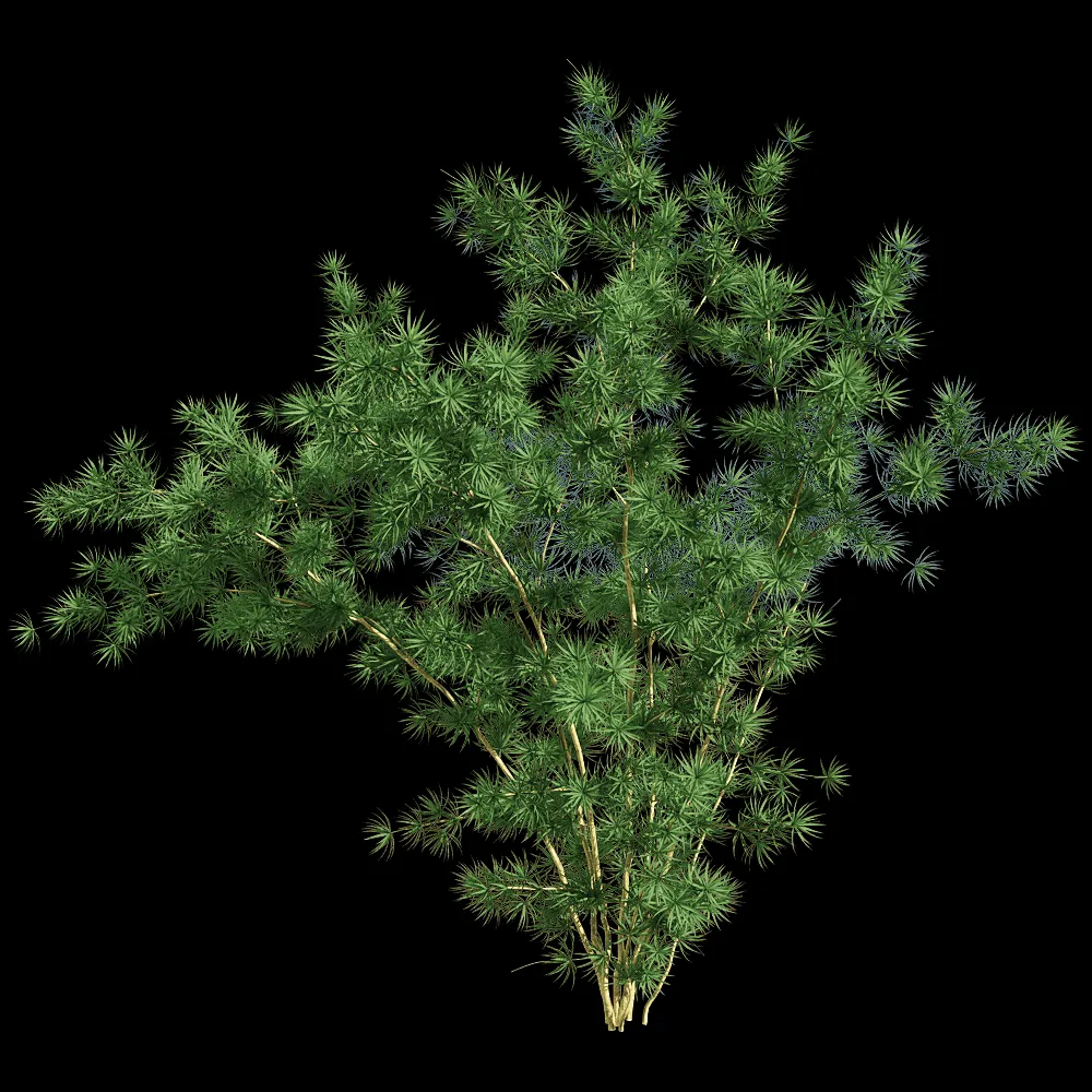 decoration – Asparagus retrofractus 1 3ds Max