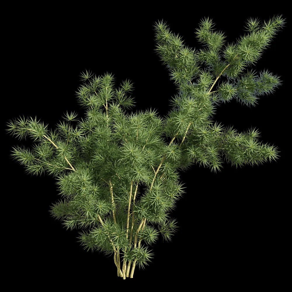 decoration – Asparagus retrofractus 3 3ds Max