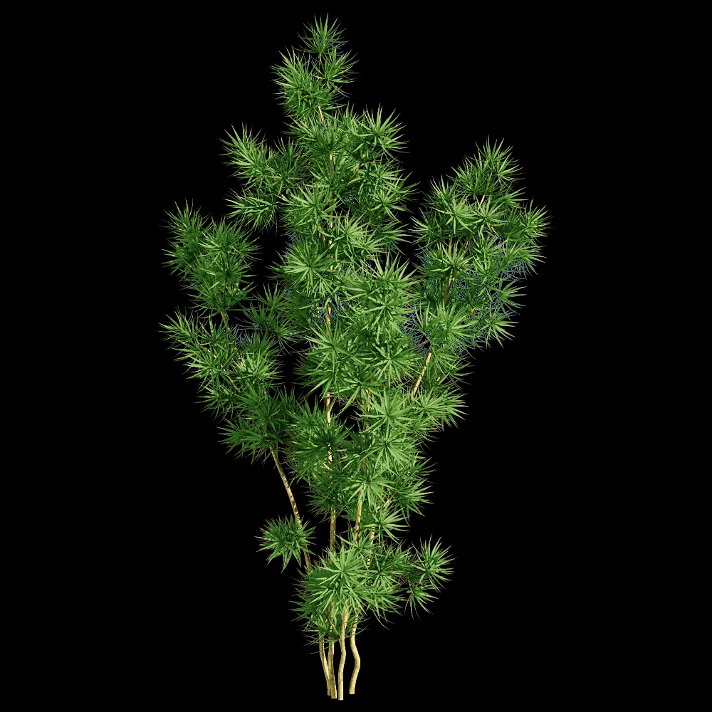 decoration – Asparagus retrofractus 5 3ds Max