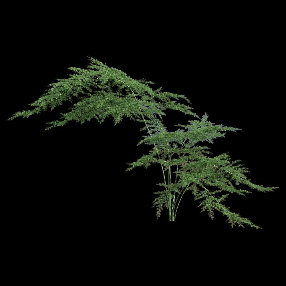 decoration – Asparagus setaceus 1 3ds Max