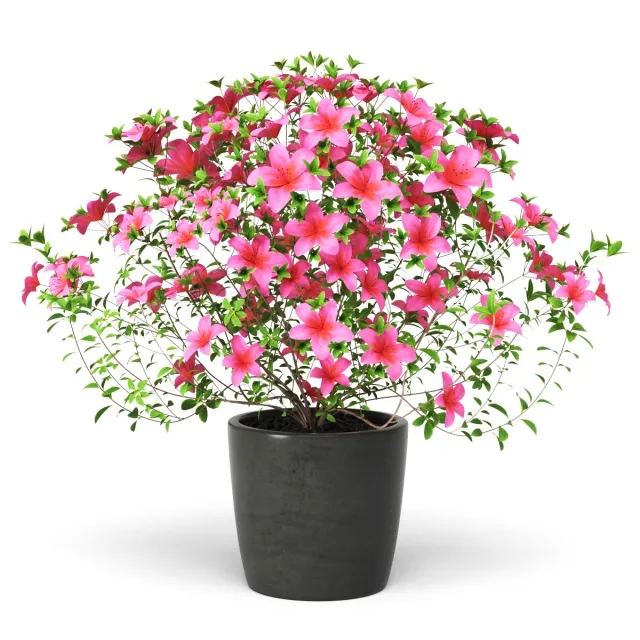 decoration – Azalea Plant 3ds Max
