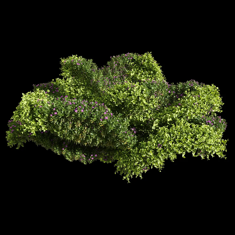 decoration – Bacopa diffusa 1 3ds Max