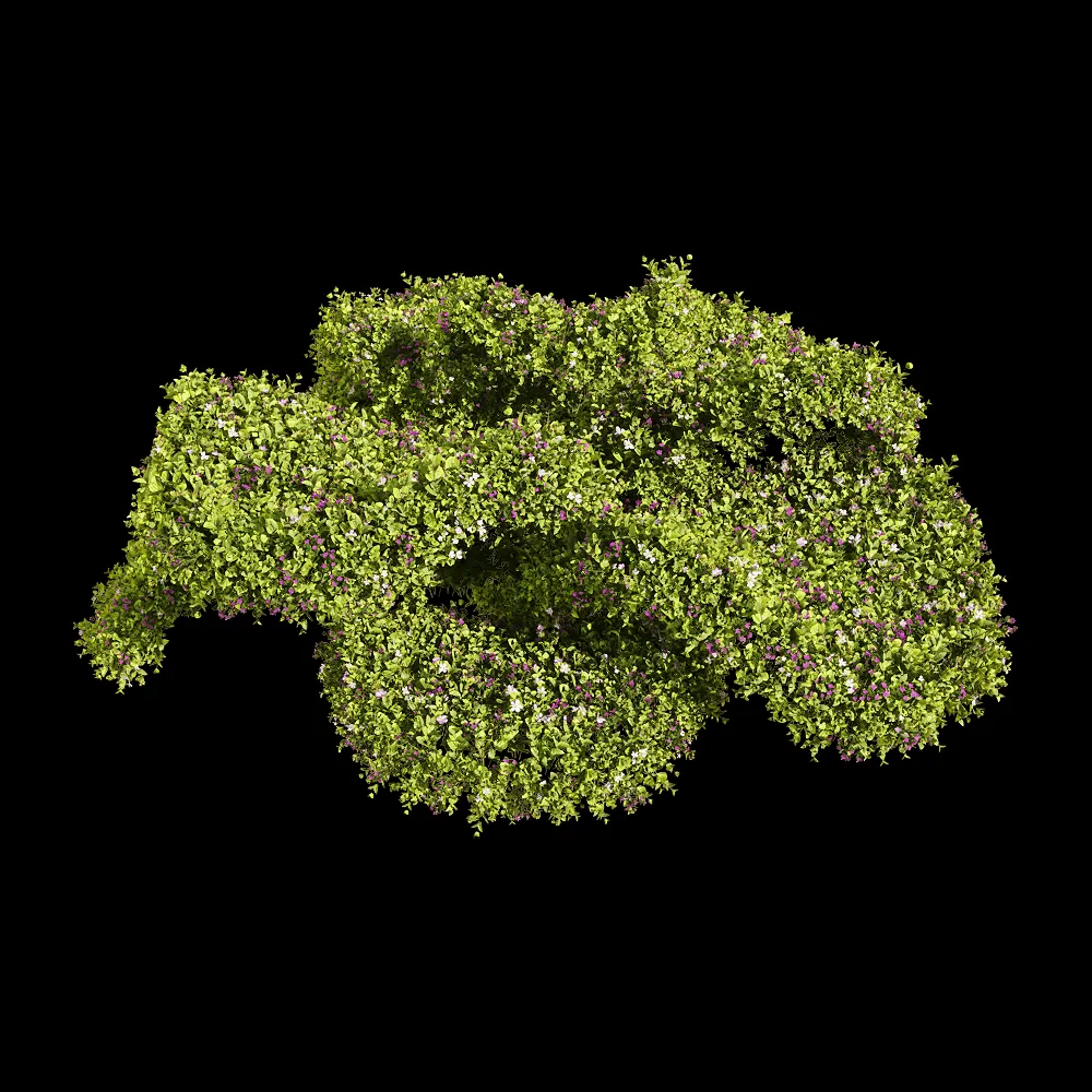 decoration – Bacopa diffusa 2 3ds Max