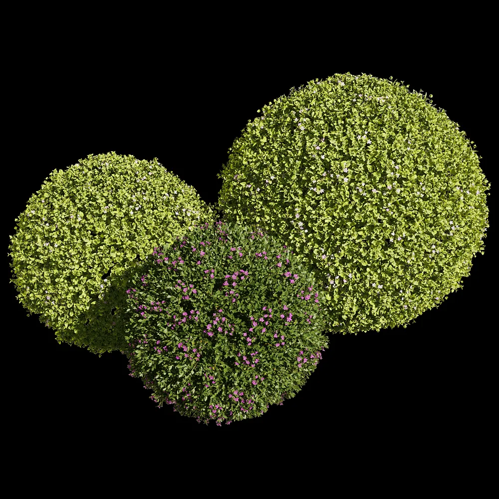 decoration – Bacopa diffusa 4 3ds Max