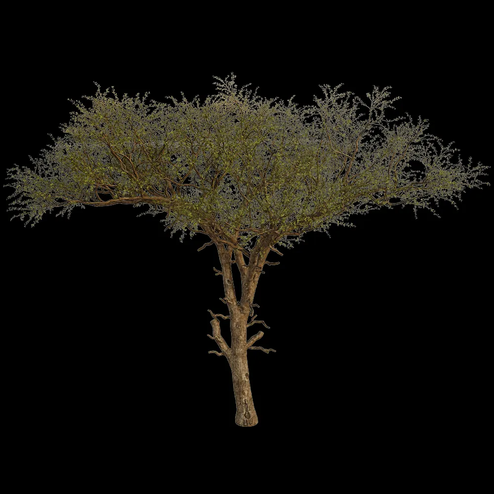 decoration – Balanites Aegyptiaca 01 02 3ds Max