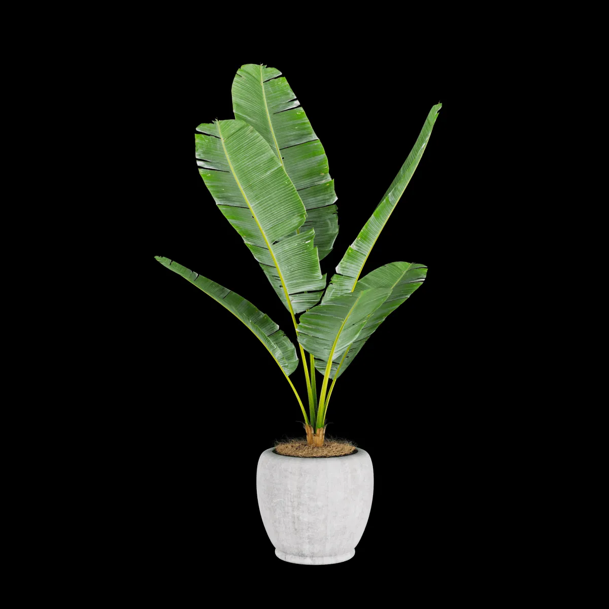 decoration – Banana plant 3 3ds Max