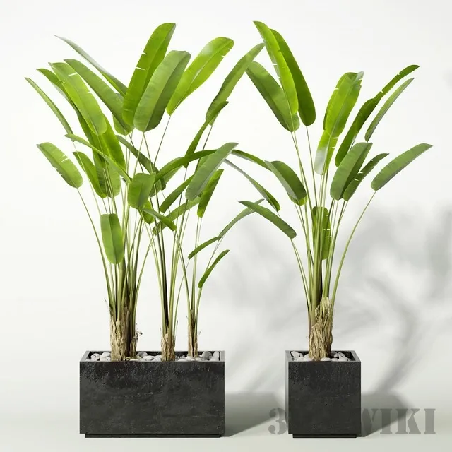 decoration – Banana tree in a pot 3ds Max