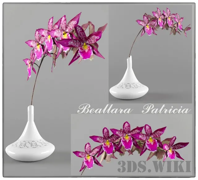 decoration – Beallara Cambria Orchid 3ds Max