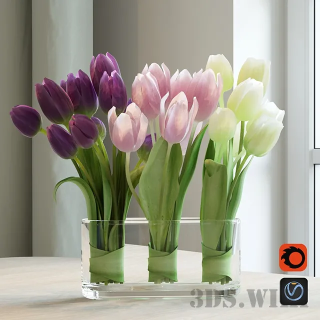 decoration – Beautiful bicolor tulips 3ds Max