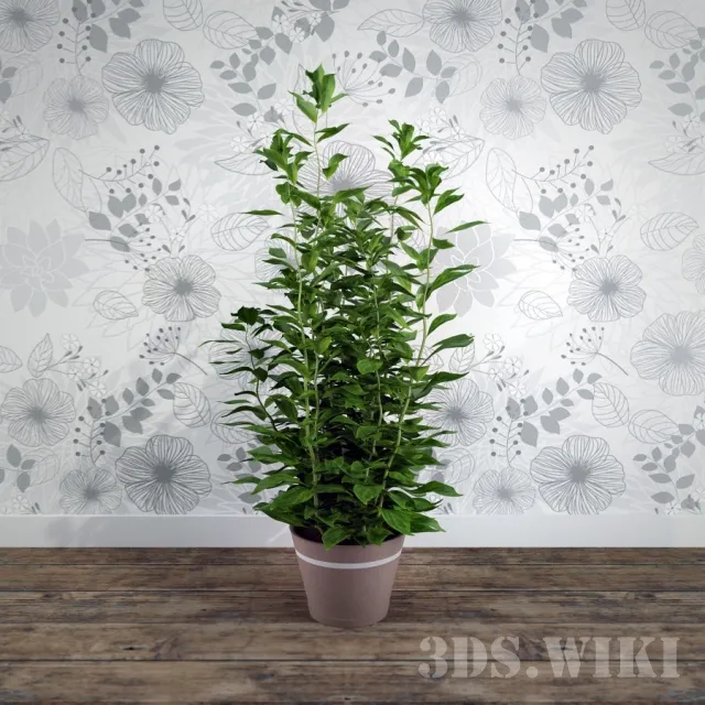 decoration – Beautiful houseplant 3ds Max