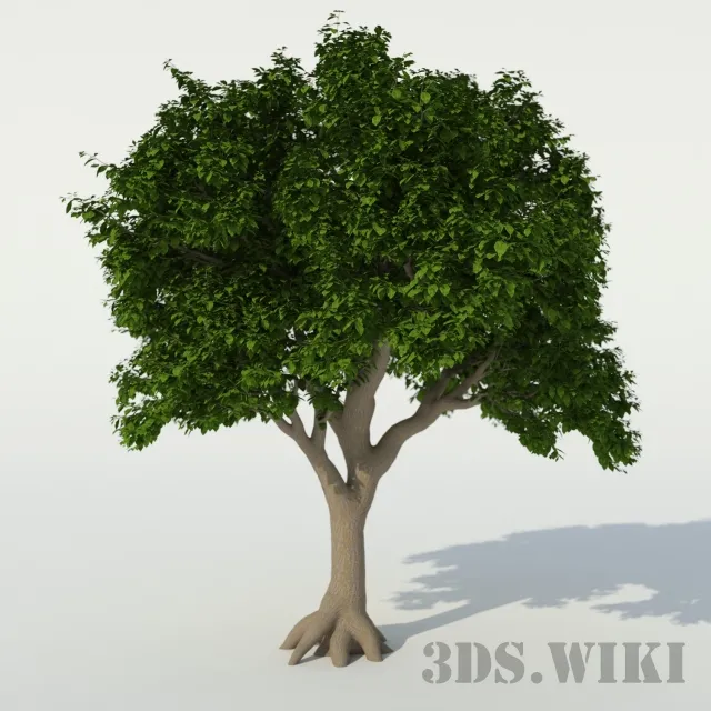 decoration – Beautiful houseplant tree 3ds Max