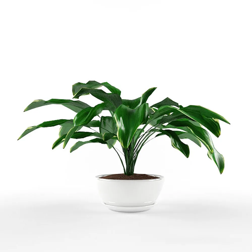 decoration – Beautiful plant with large leaves 3ds Max