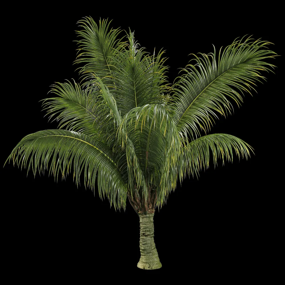 decoration – Beccariophoenix alfredii 3 3ds Max