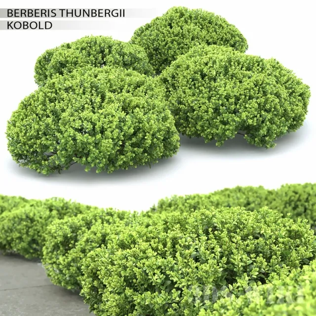 decoration – Berberis thunbergii Kobold 3ds Max