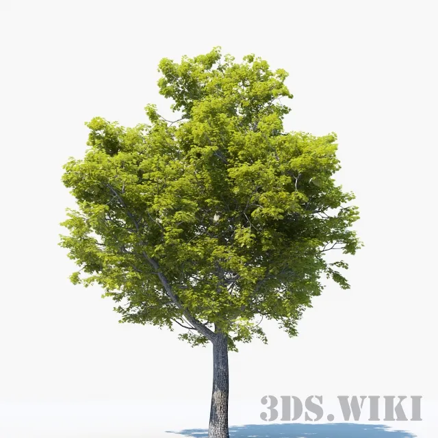 decoration – Big oak 3ds Max