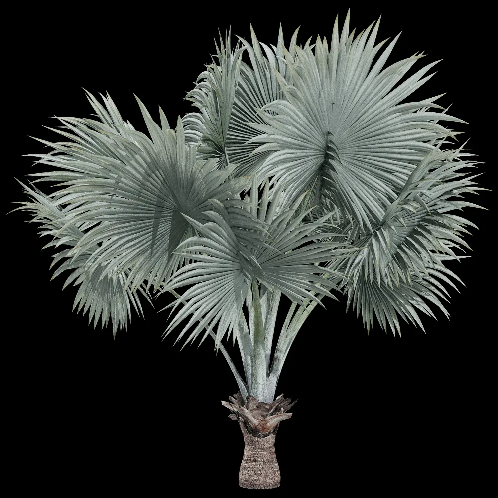 decoration – Bismarckia nobilis 2 3ds Max