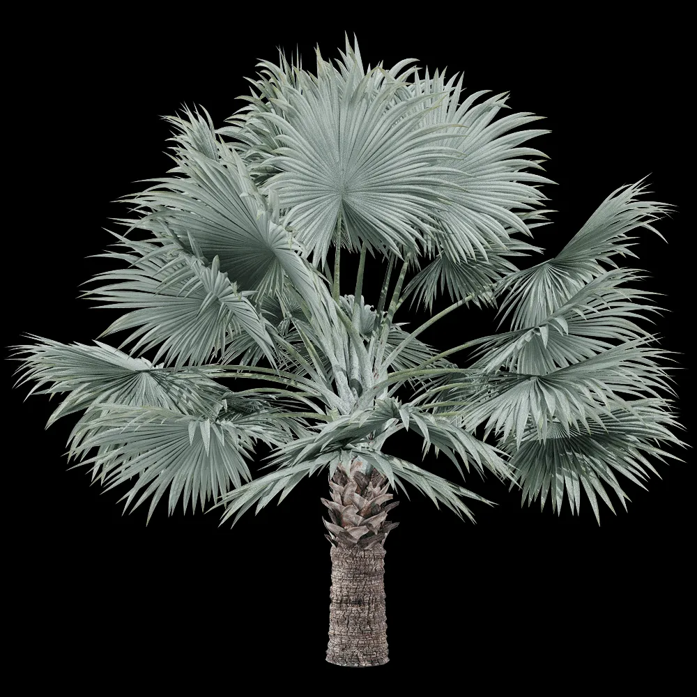 decoration – Bismarckia nobilis 3 3ds Max