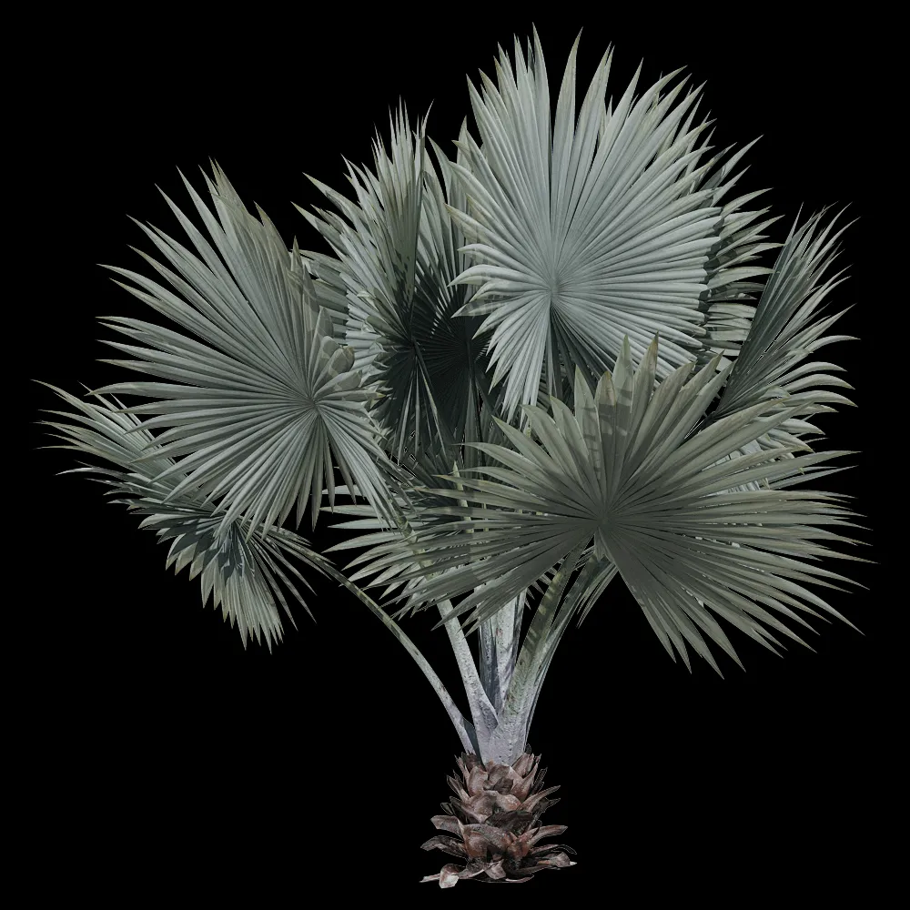 decoration – Bismarckia nobilis H 3ds Max