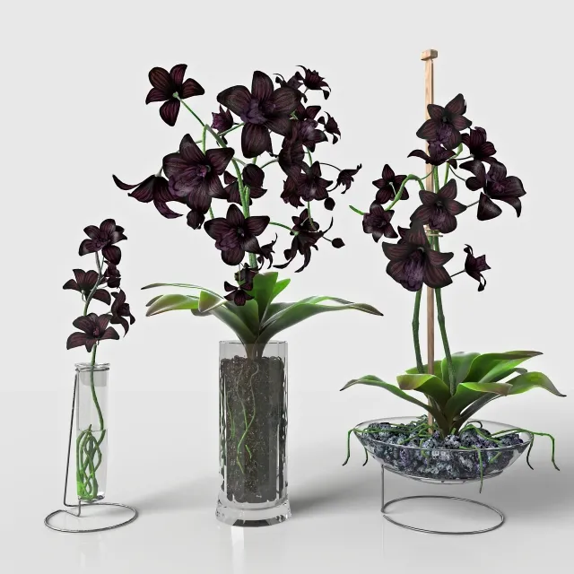decoration – Black Orchid 3ds Max