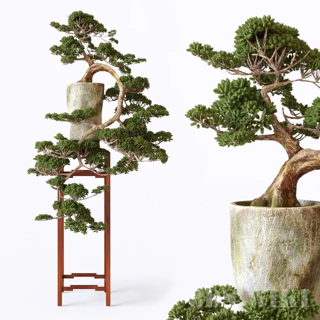 decoration – Bonsai 01 3ds Max