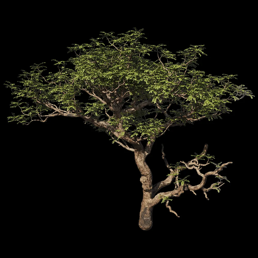 decoration – Boswellia Sacra 01 01 3ds Max