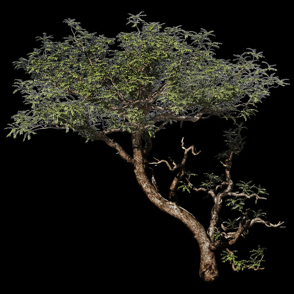 decoration – Boswellia Sacra 01 02 3ds Max