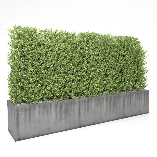 decoration – Boxwood – hedge 1 3ds Max