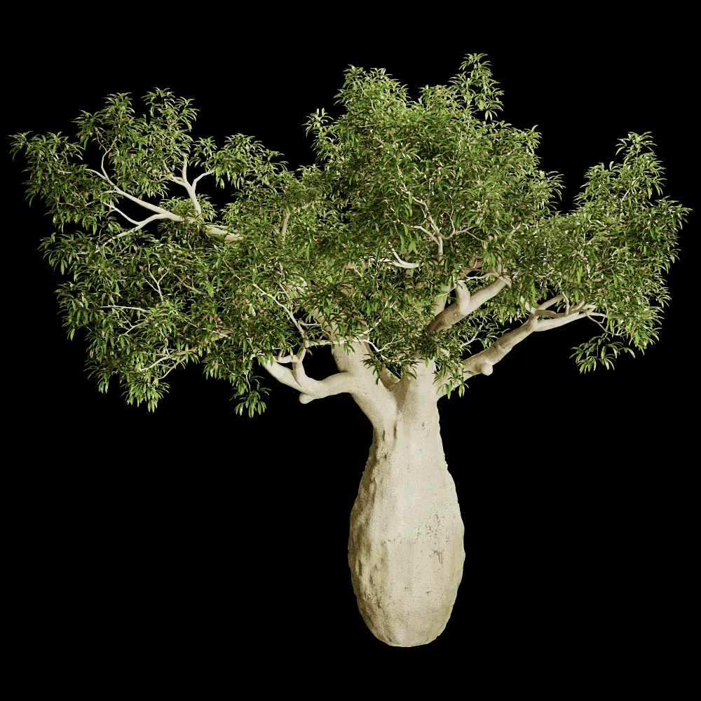 decoration – Brachychiton Rupestris 01 01 3ds Max