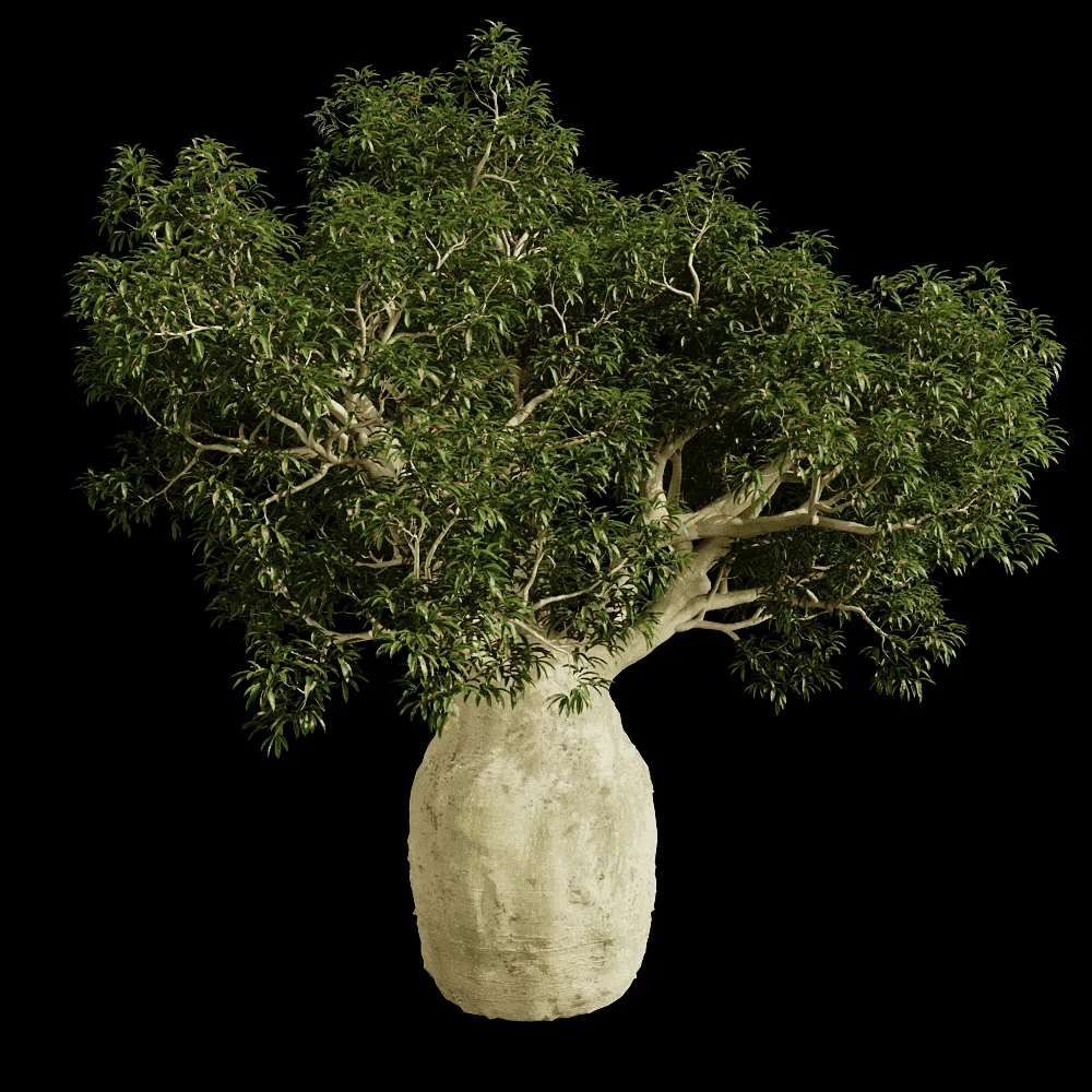 decoration – Brachychiton Rupestris 01 02 3ds Max