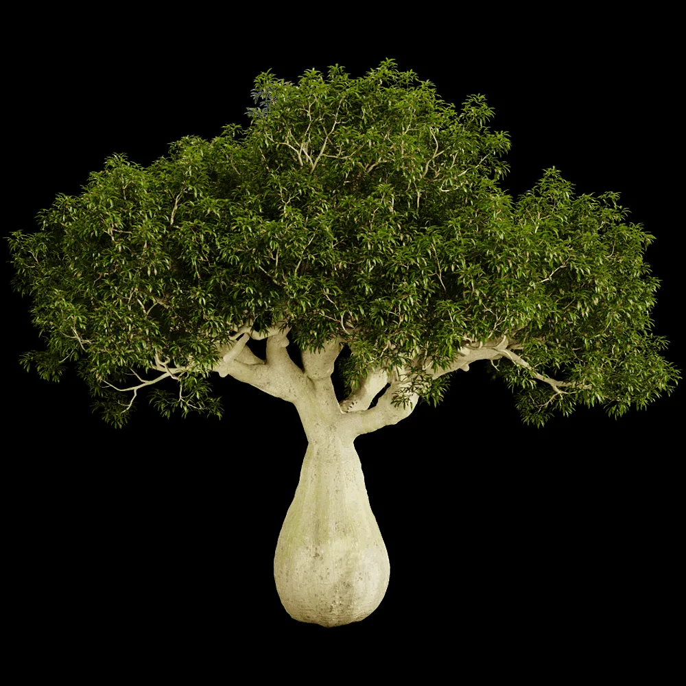 decoration – Brachychiton Rupestris 01 04 3ds Max