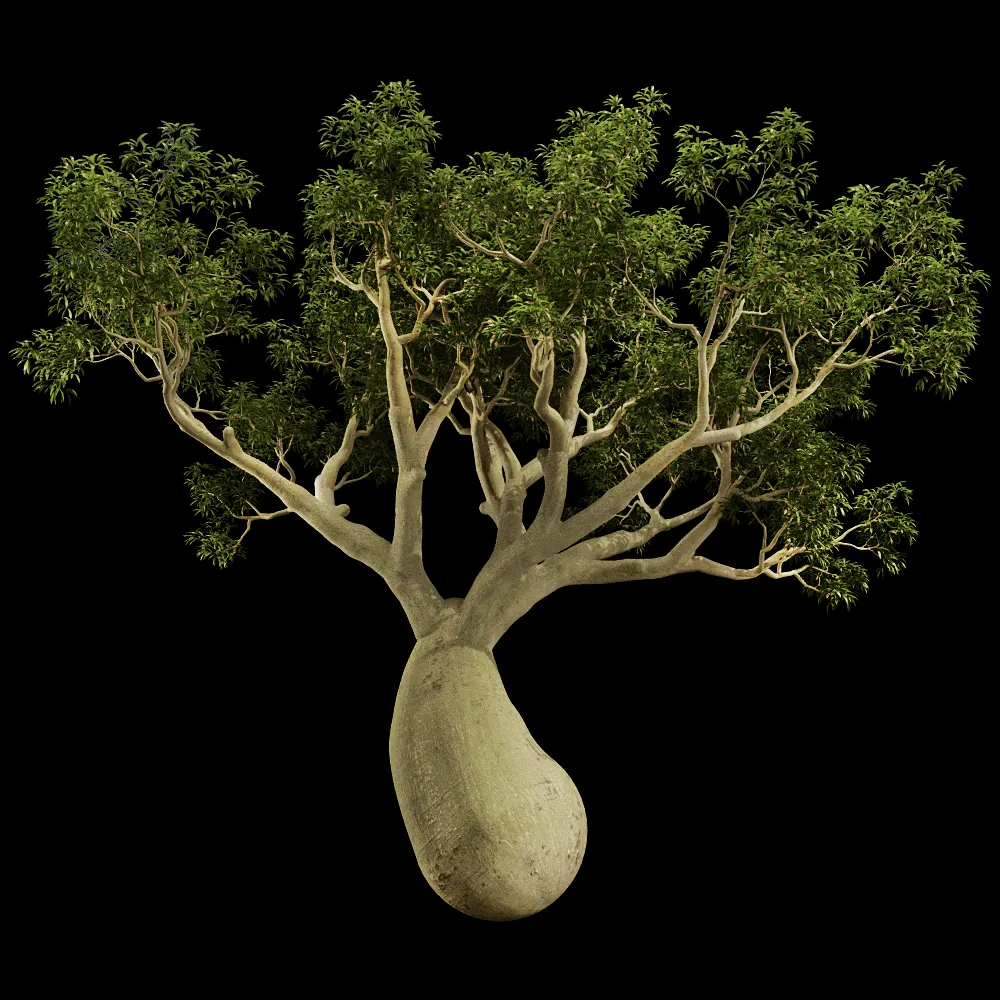 decoration – Brachychiton Rupestris 01 05 3ds Max