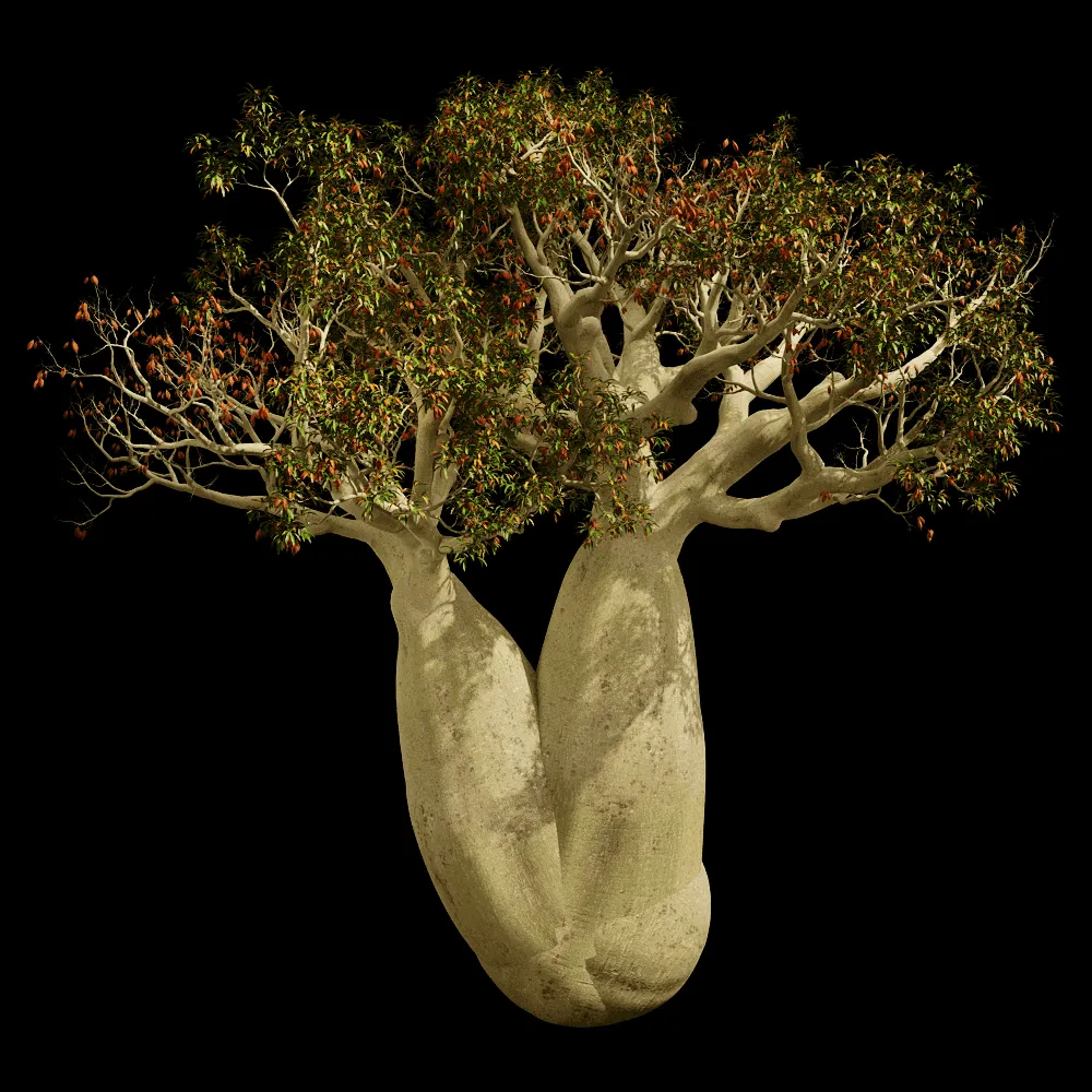 decoration – Brachychiton Rupestris 01 06 3ds Max