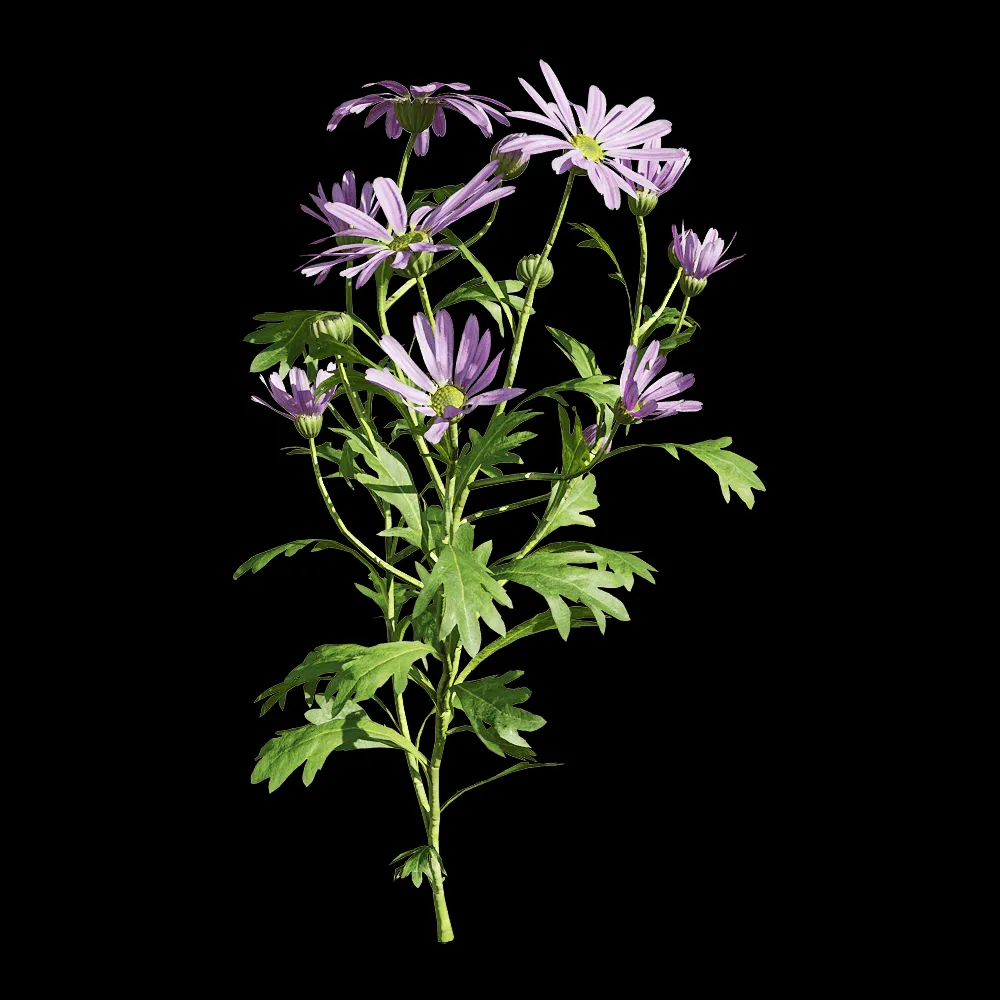 decoration – Brachyscome angustifolia 1 3ds Max