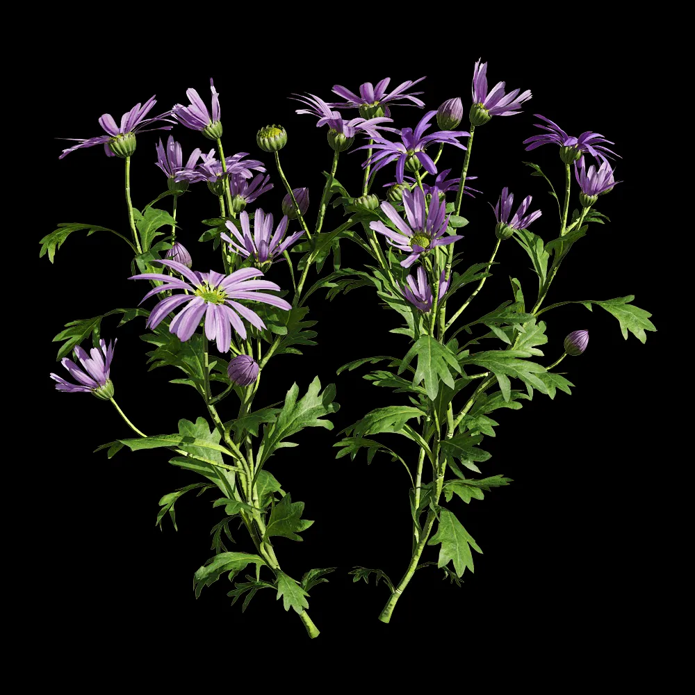 decoration – Brachyscome angustifolia 2 3ds Max