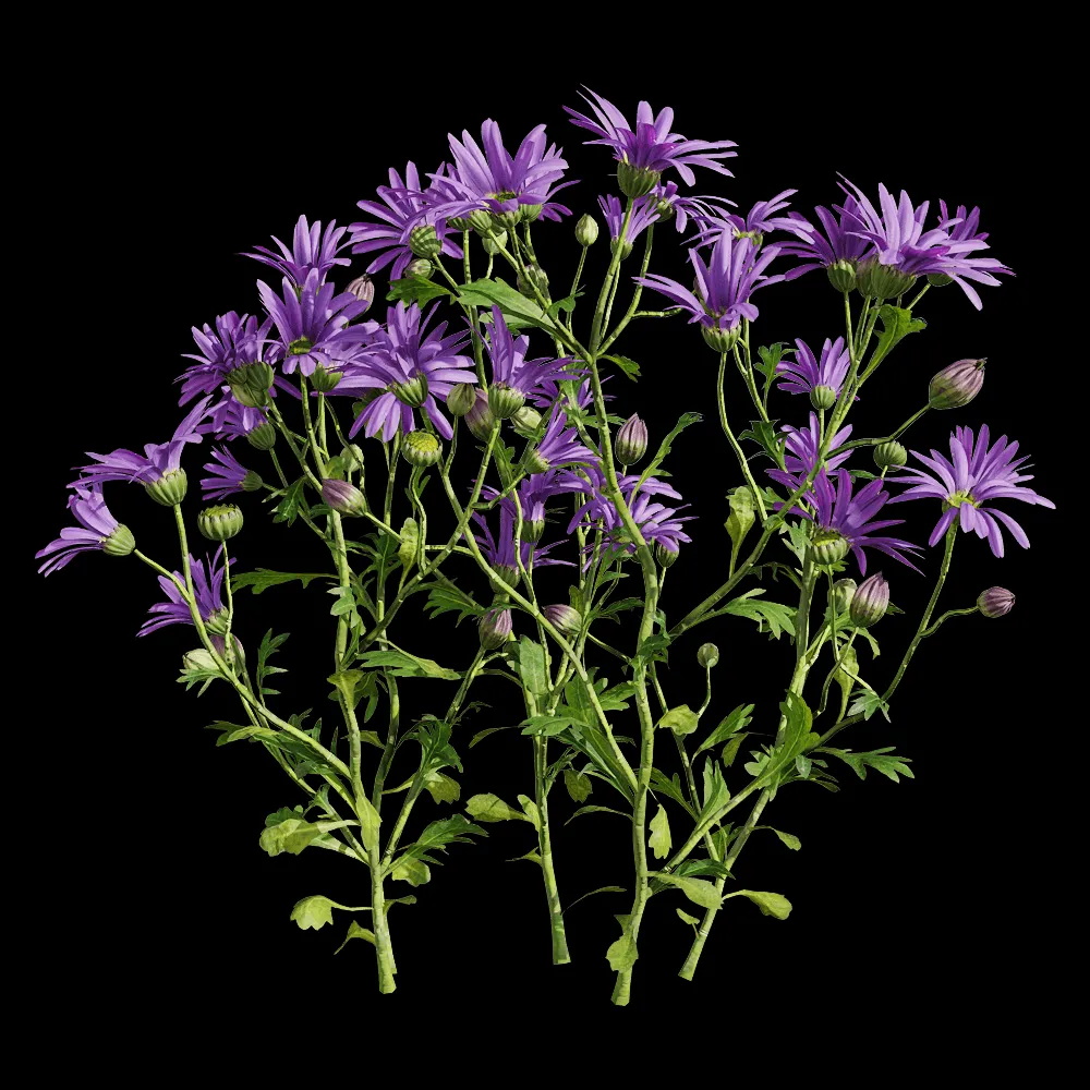 decoration – Brachyscome angustifolia 3 3ds Max