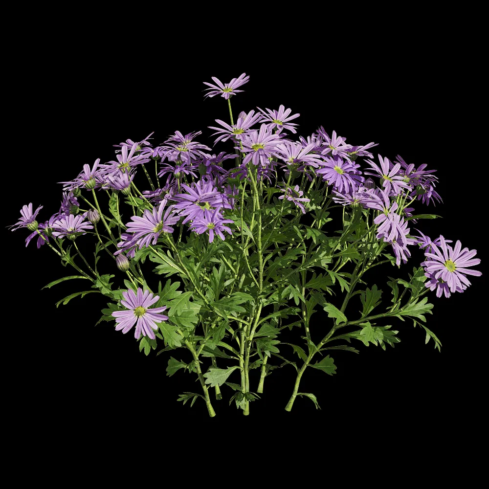decoration – Brachyscome angustifolia 4 3ds Max