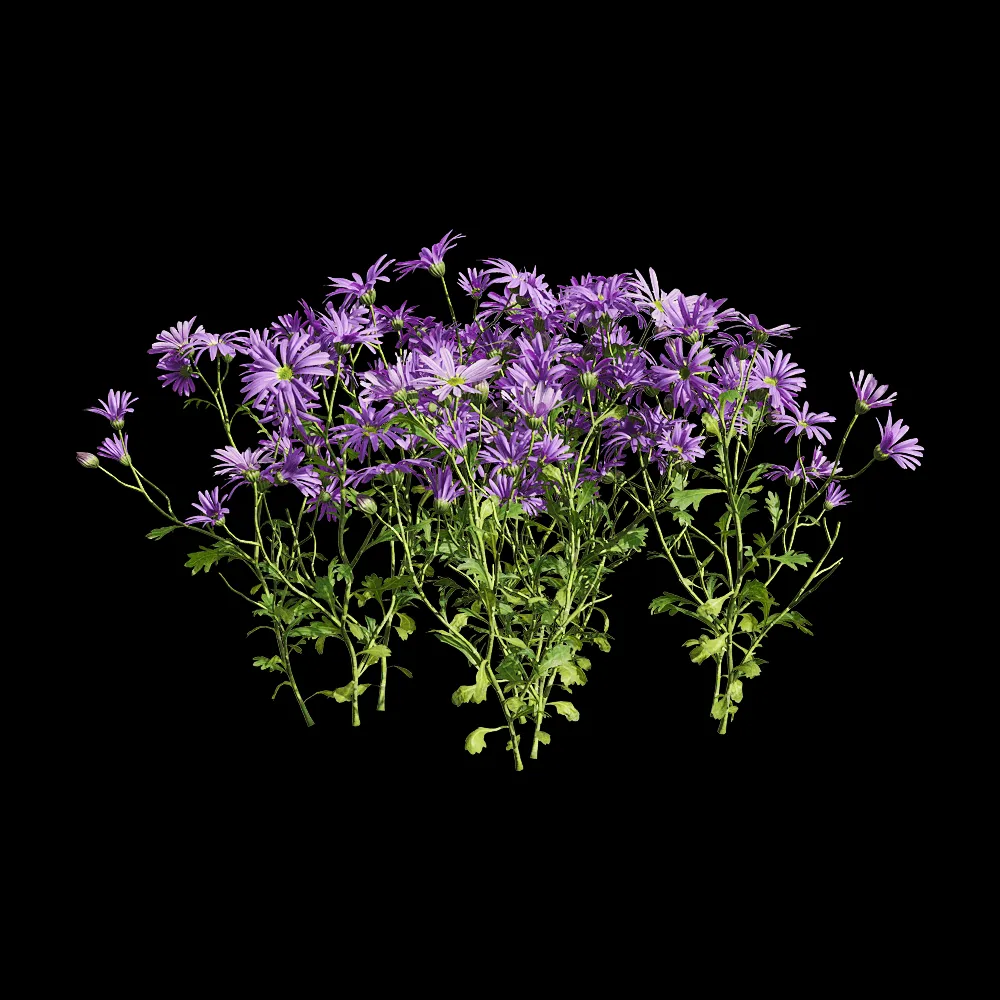 decoration – Brachyscome angustifolia 5 3ds Max