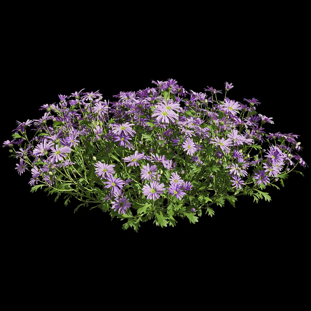 decoration – Brachyscome angustifolia 6 3ds Max