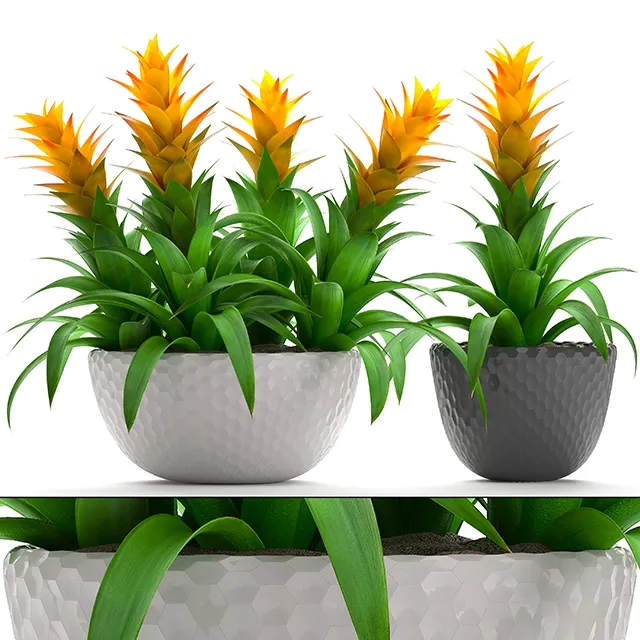 decoration – Bromelia 3ds Max