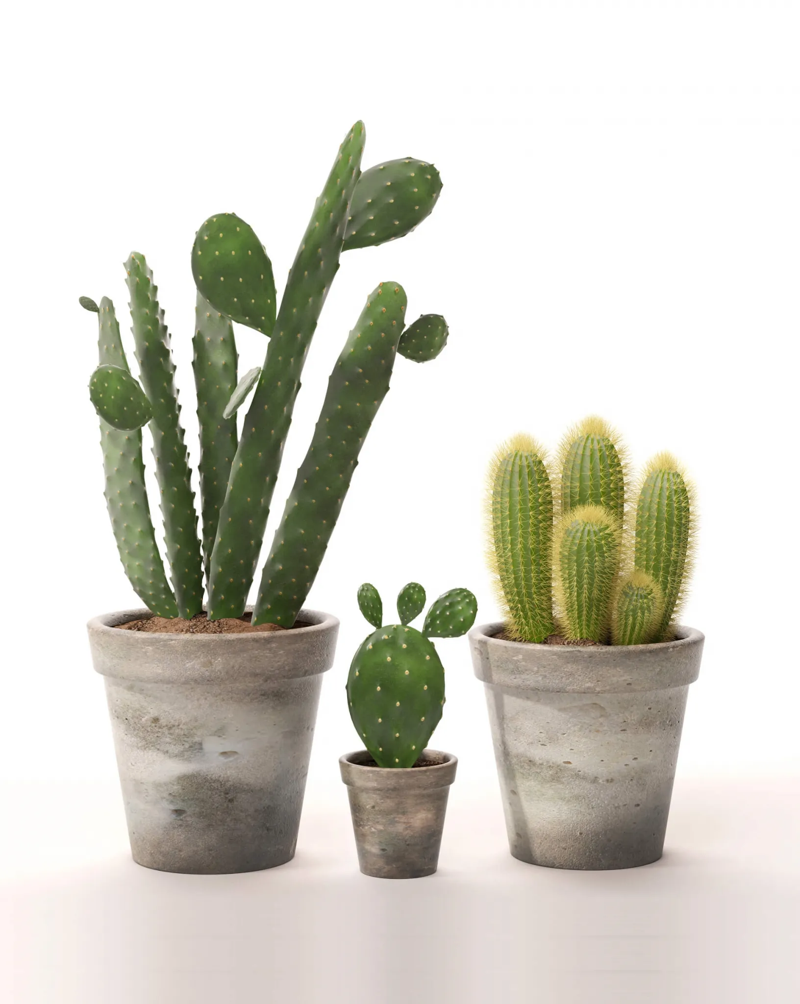 decoration – Cactus set 2 3ds Max