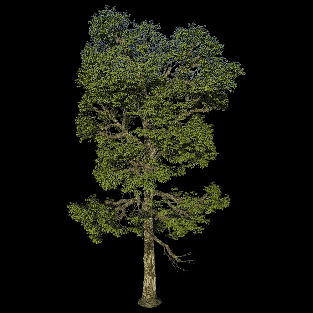 decoration – Carya Ovalis 01 01 3ds Max