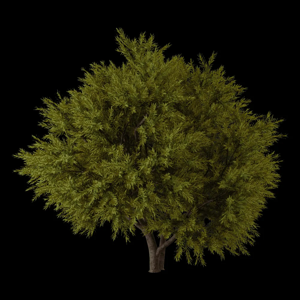 decoration – Chamaecyparis pisifera Sungold 01 01 3ds Max